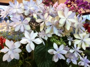 母の日商品　Part 3｜「フローリスト舟木」　（茨城県日立市の花キューピット加盟店 花屋）のブログ